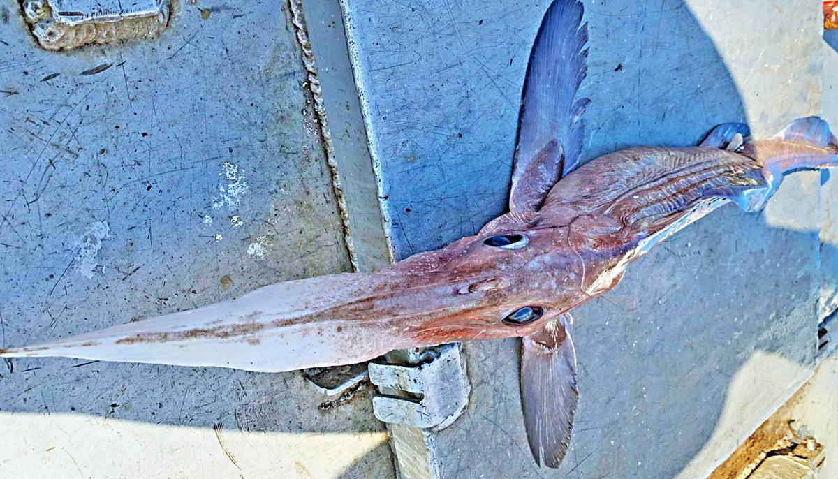 Deep-Sea Fisherman Dredges Up a Rare, Frightening ‘Spookfish’ From 800m Under