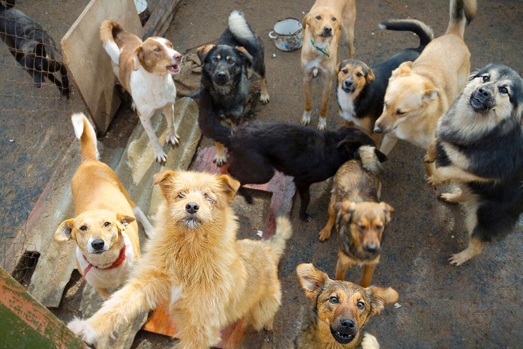 130 Stray Dogs From Puerto Rico Adopted by Americans With ‘Lockdown Loneliness’