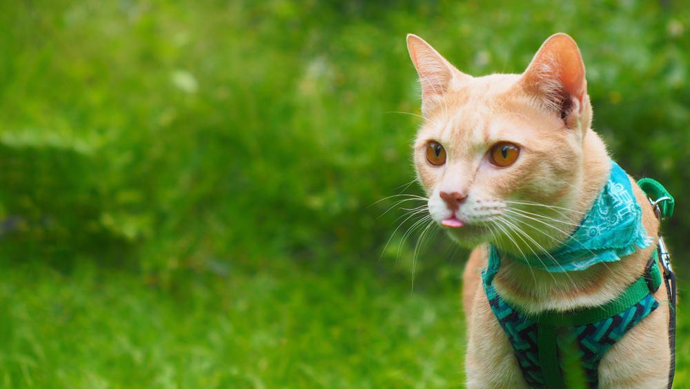 Ask the Vet: Treat Cat to Outdoor Adventure With Cat-Safe Enclosure