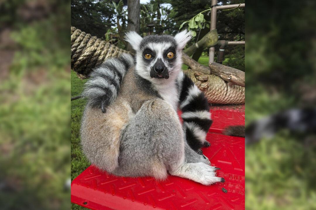 Boy, 5, Spots Endangered Lemur in School Playground After It Went Missing From Zoo