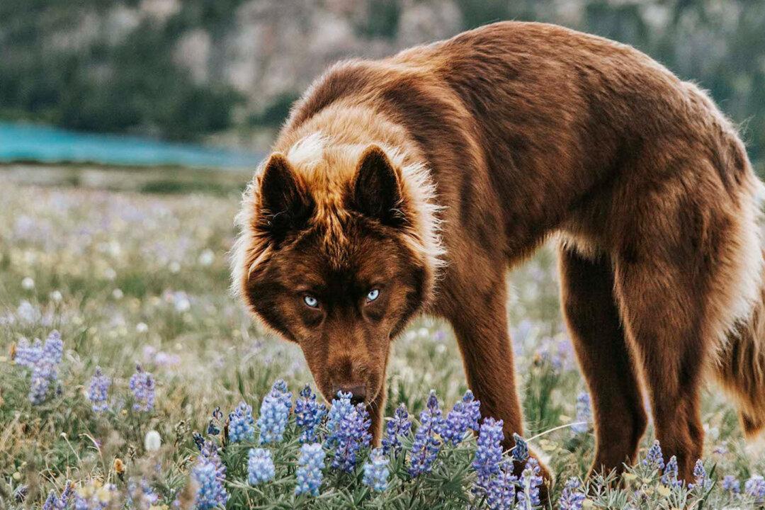 Rare Siberian Husky With Brown Fur and Strikingly Blue Eyes Is Mistaken for a Wolf
