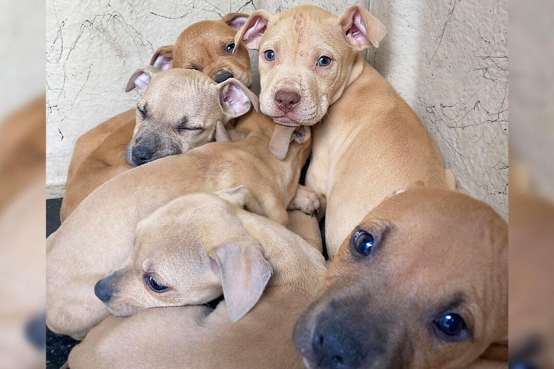 36 Dogs Seized From Tacoma Home by Sheriff’s Department in Animal Cruelty Investigation