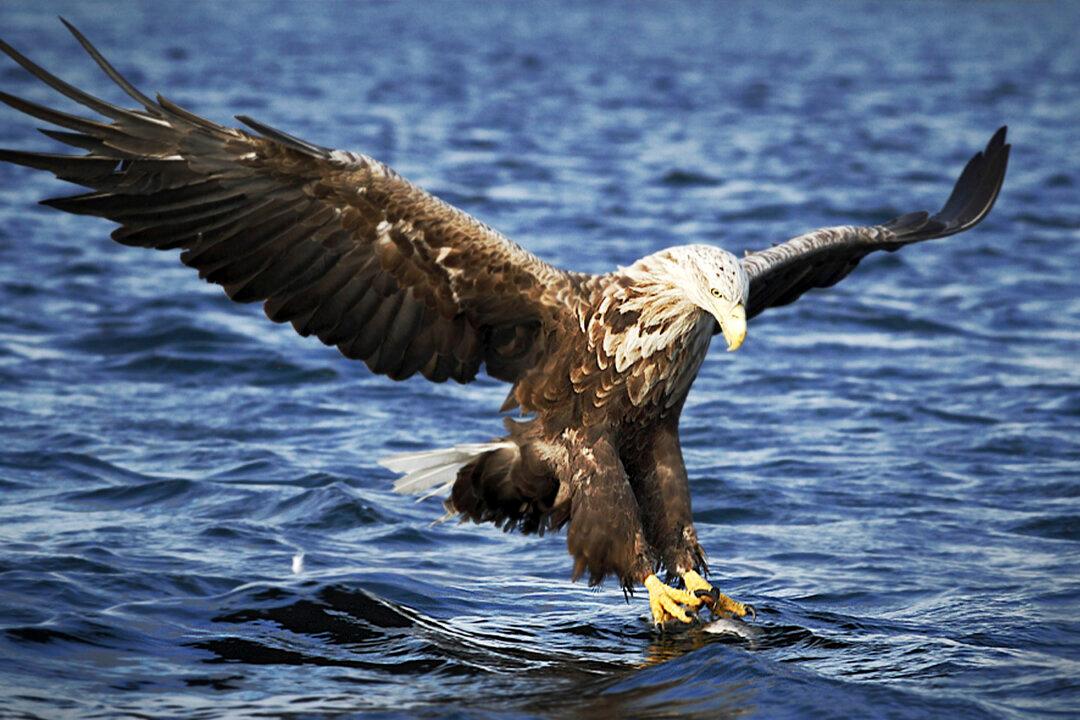 UK Birdwatcher Sights Nearly Extinct White-Tailed Eagle for First Time in Over 100 Years