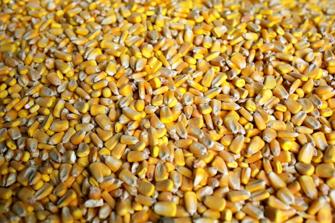 China’s Purchases of US Farm Goods at 71 Percent of Target Under Trade Deal