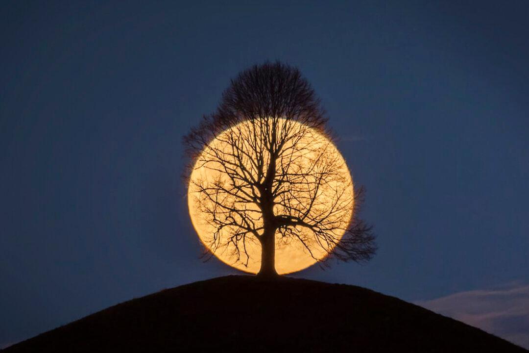 Photo of Full Moon Behind Leafless Tree Went Viral–and Photographer Shares Story Behind It