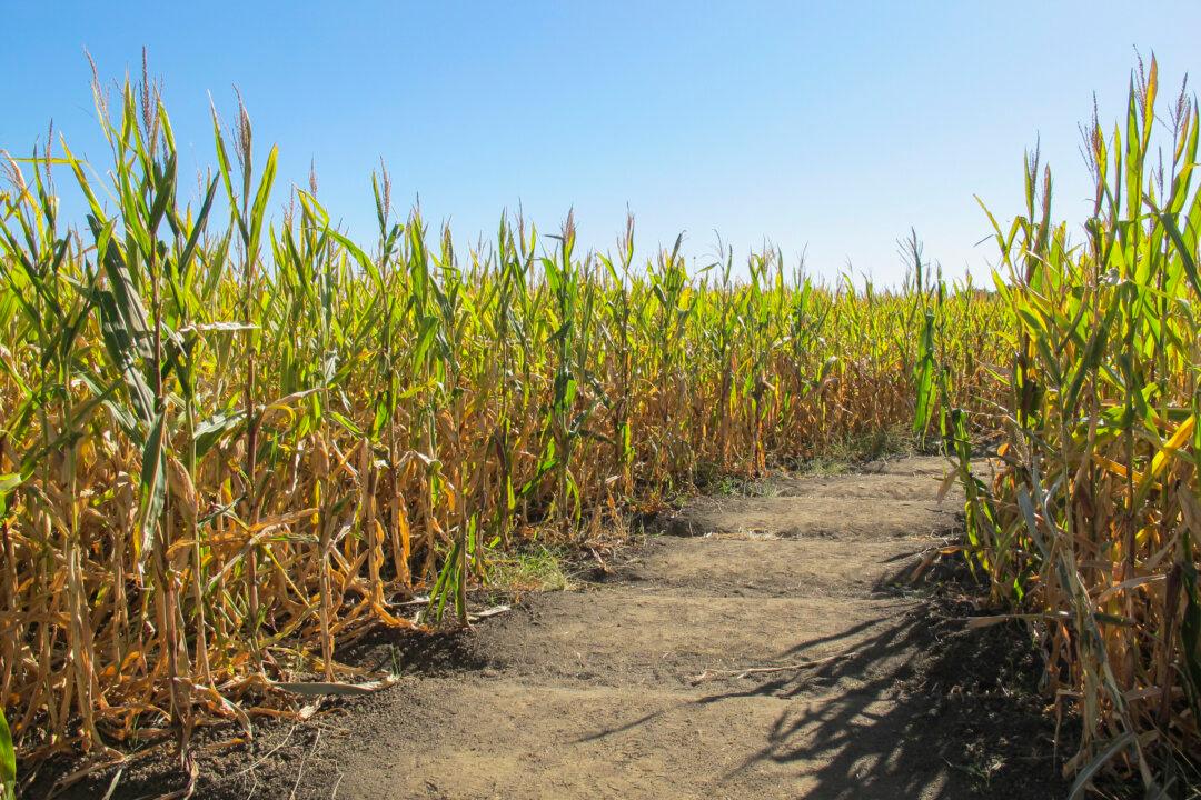 Edmonton Maze Issues Apology After Getting Pressured for Celebrating RCMP