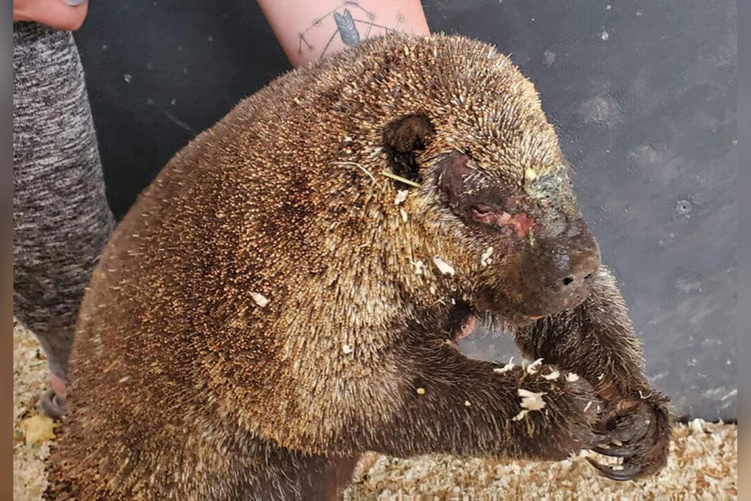 Porcupine Reunites With Mate After Washington Wildfire Rescue, Recovery Story Gives Hope
