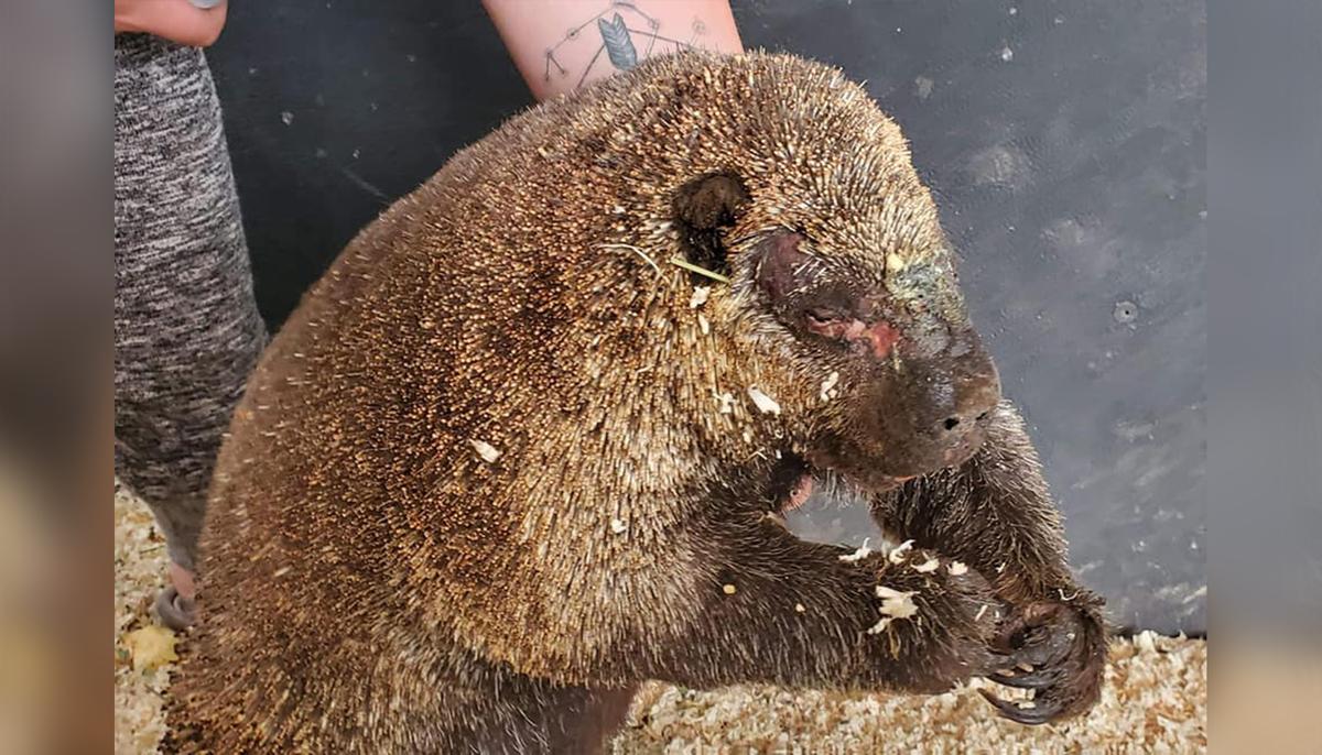 Porcupine Reunites With Mate After Washington Wildfire Rescue, Recovery Story Gives Hope