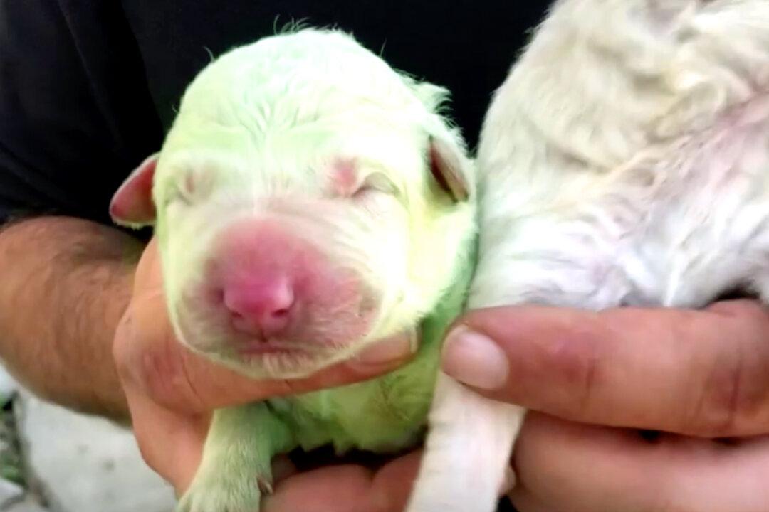Unfur-Gettable: Puppy With Green Fur Born in Sardinia