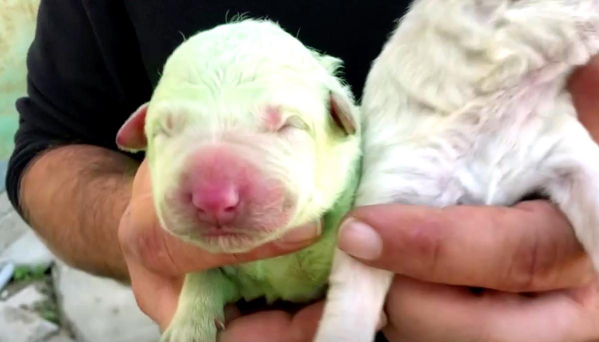 Unfur-Gettable: Puppy With Green Fur Born in Sardinia