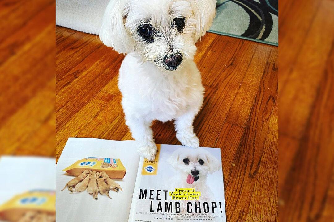 Puppy Mill Survivor Named ‘World’s Cutest Rescue Dog’ Advocates for Pet Adoption