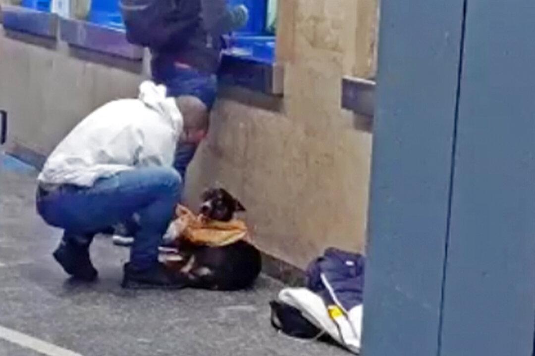 Kindhearted Man Takes Off His Shirt and Gives It to a Stray Dog Shivering in the Cold