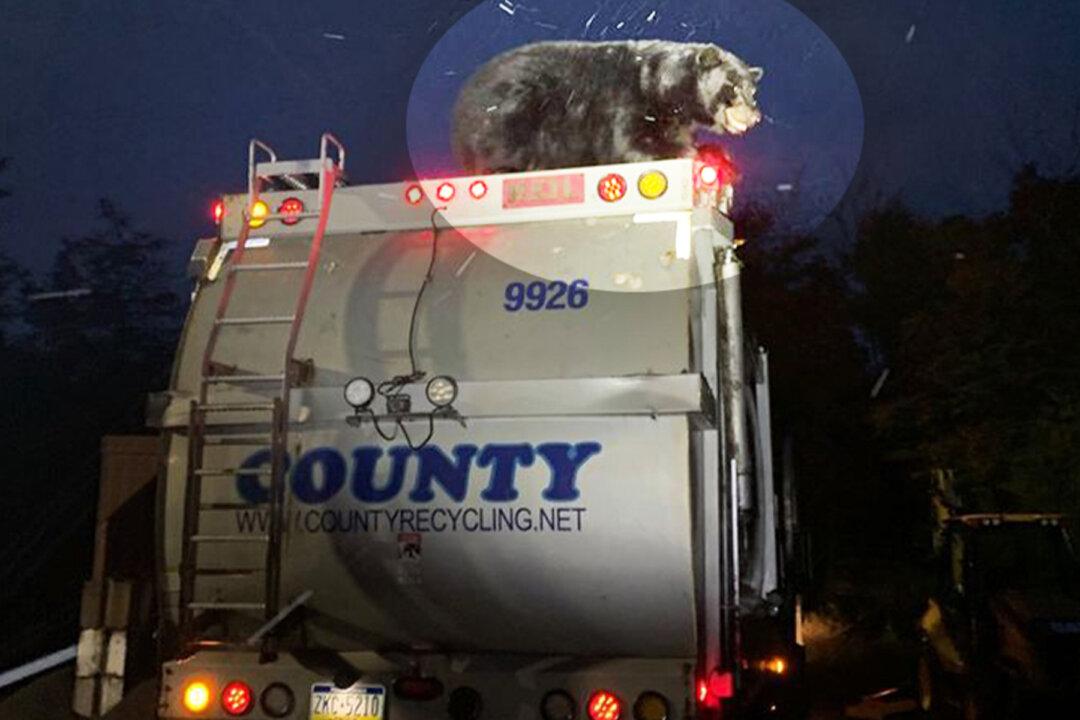 Sanitation Workers Discover Live Black Bear Riding on Garbage Truck in Search of Grub