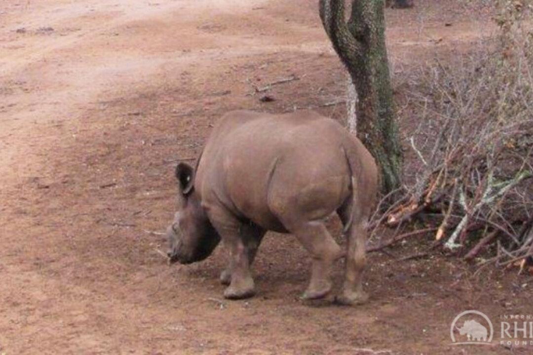 Feisty Orphaned Baby Rhino Shot by Poachers Recovers and Returns to the Wild