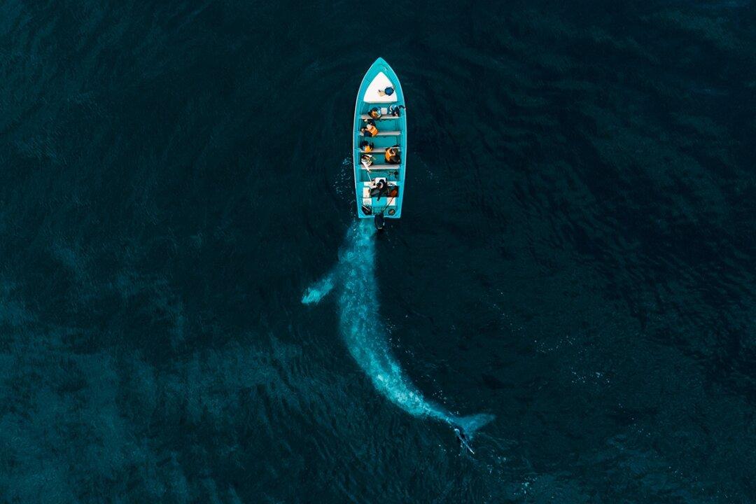 ‘IndividuWhale’ Introduces Users to ‘Solé,’ ‘Scarlett,’ and Other Gray Whales Along the Oregon Coast