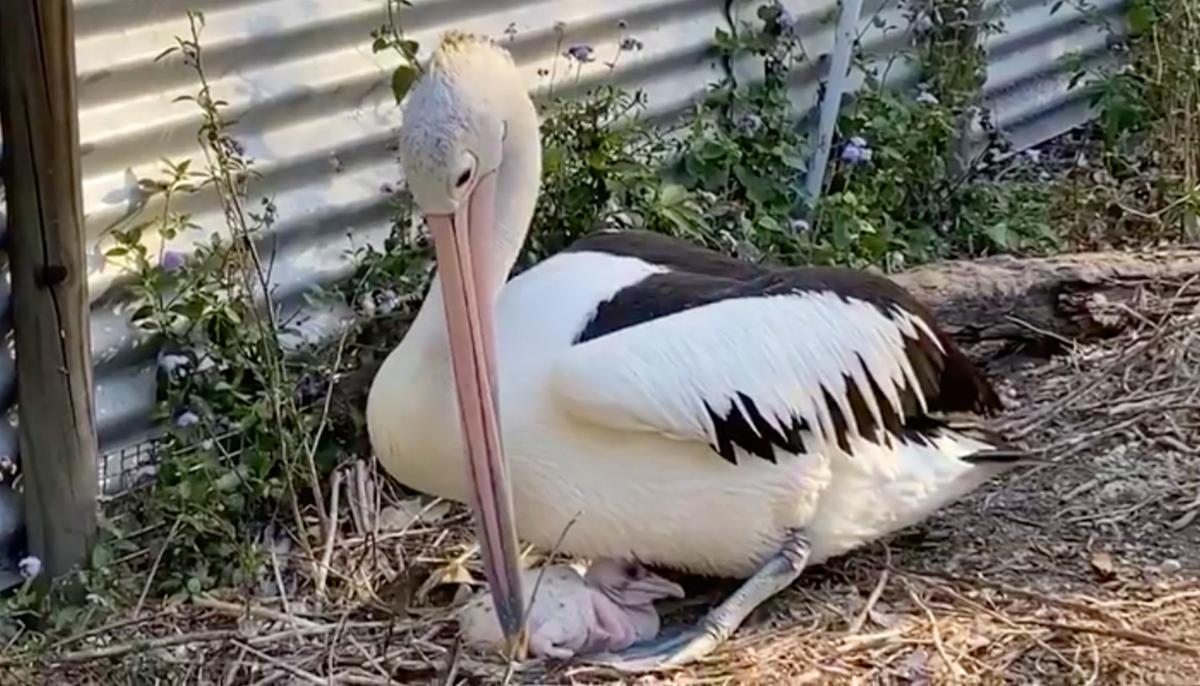 Rescued Pelican That Tried to Hatch Eggs for Six Years Becomes a Dad After Getting Some Help