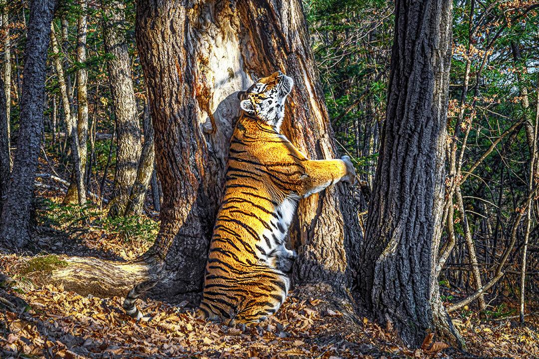 Stunning Image of Tigress Hugging a Tree Wins Wildlife Photographer of the Year 2020