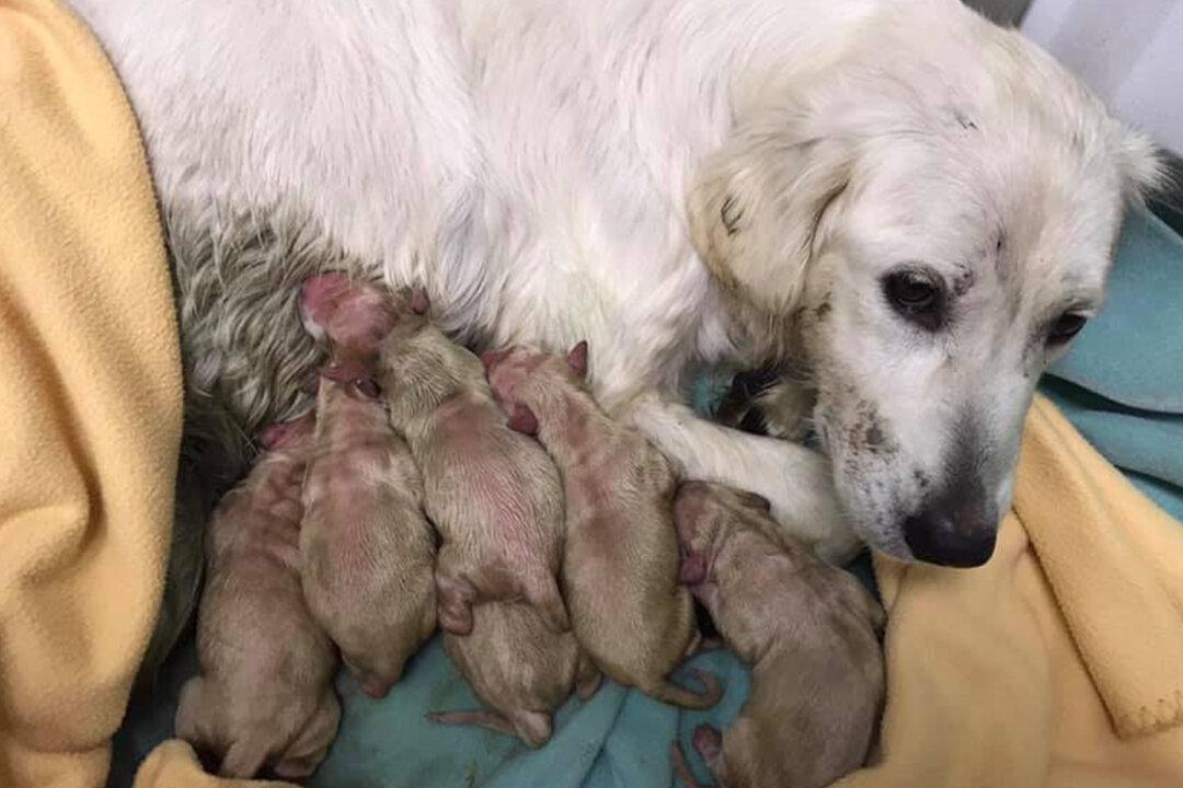 100 Puppies Born at Shelter After 65 Dogs, Many Pregnant, Were Lifted From a Puppy Mill