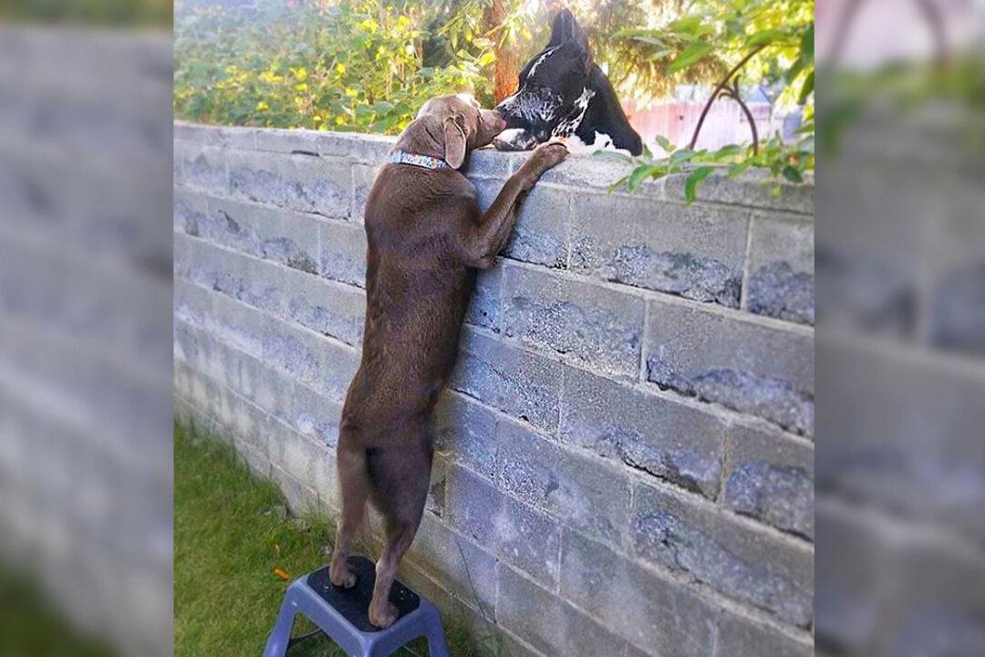 Dog Next Door Visits New Neighbors Over the Fence With the Help of Stepping Stool