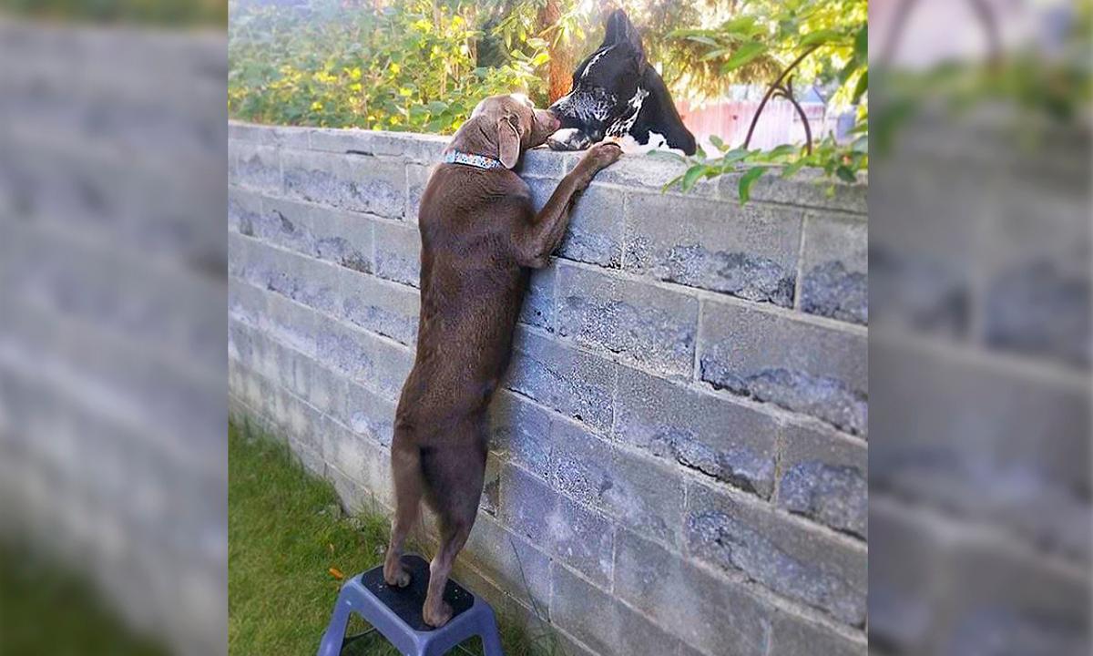 Dog Next Door Visits New Neighbors Over the Fence With the Help of Stepping Stool