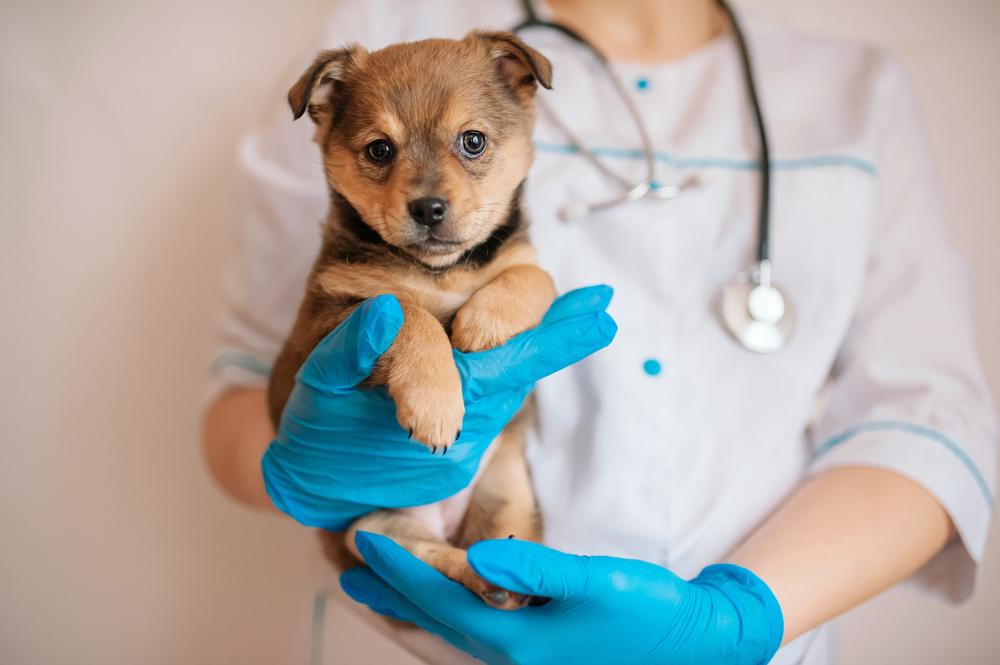 Ask the Vet: Don’t Ignore Your Dog’s Animal Hospital Aggression