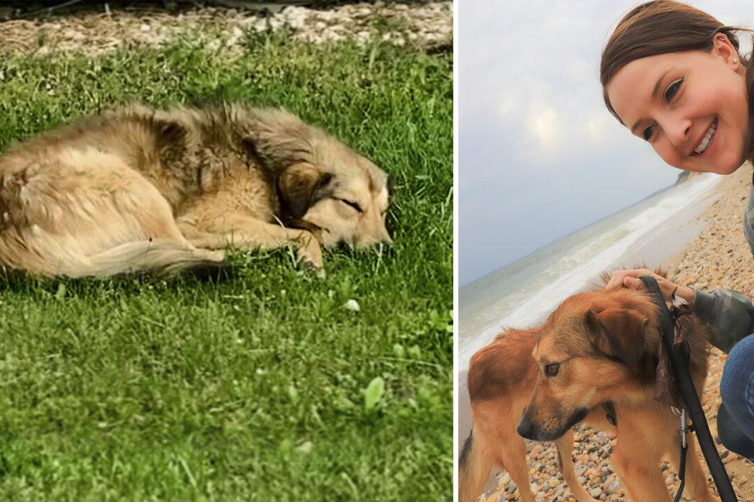 Nonprofit Helps Reunite Soldier With Stray Dog Who Gave Her Comfort While Deployed Overseas