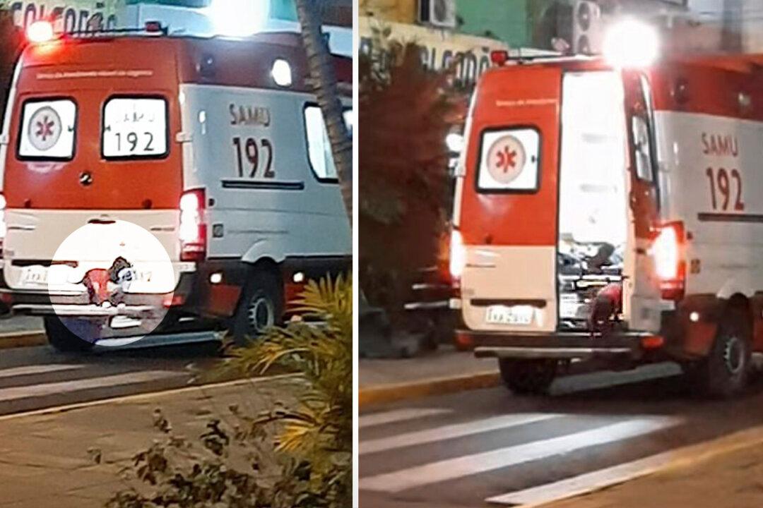 Faithful Puppy Attempts to Hitchhike on Ambulance to Accompany Owner to Hospital