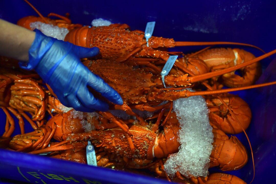 Australian Lobster Halted by Chinese Customs Checks, Fuels Trade Dispute Concerns