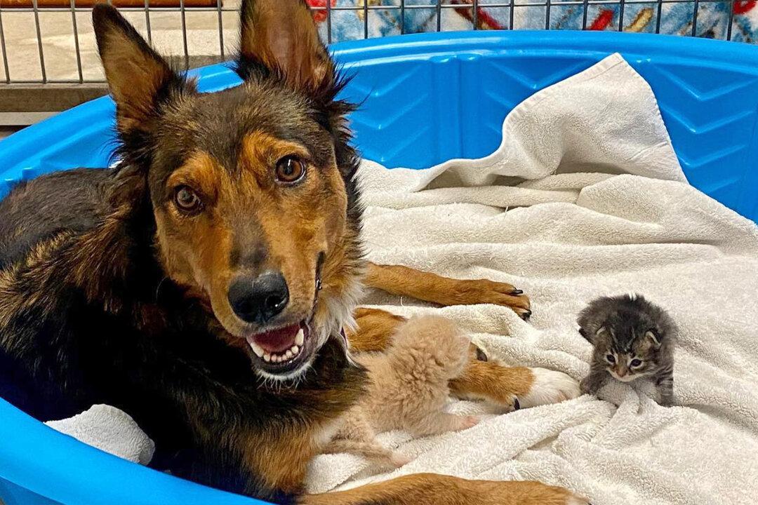Rescued Dog ‘Adopts’ Orphaned Kittens After Losing Her Premature Puppies