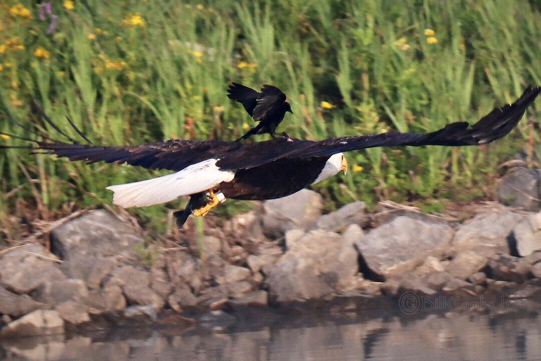 Photographer Captures Red-Winged Blackbird Riding on Bald Eagle’s Back