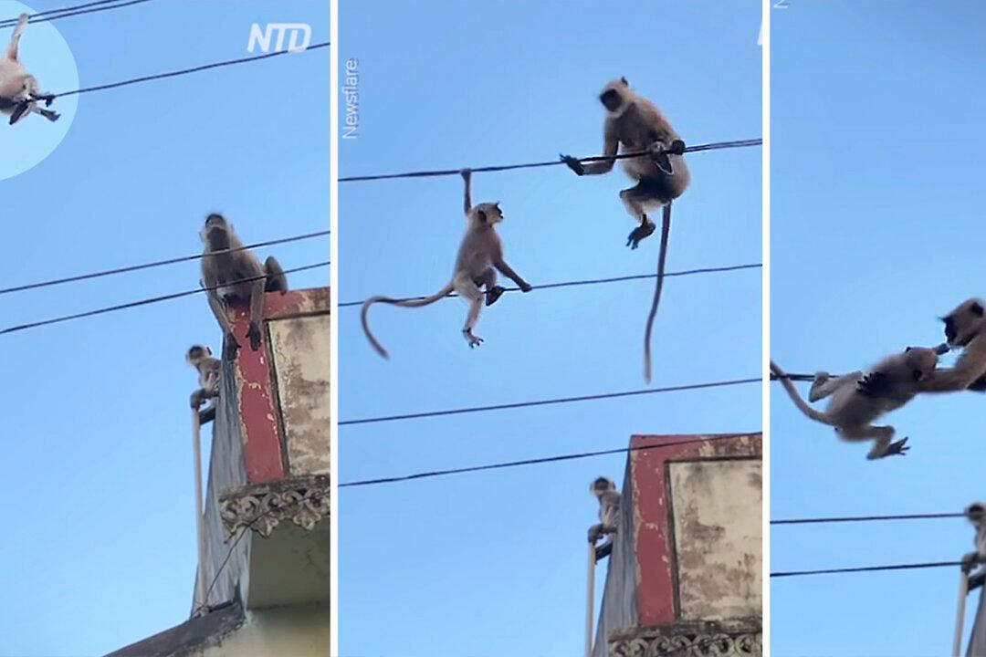 Heart-Stopping Video: Monkey Risks Its Life to Save Her Baby Trapped on Powerlines