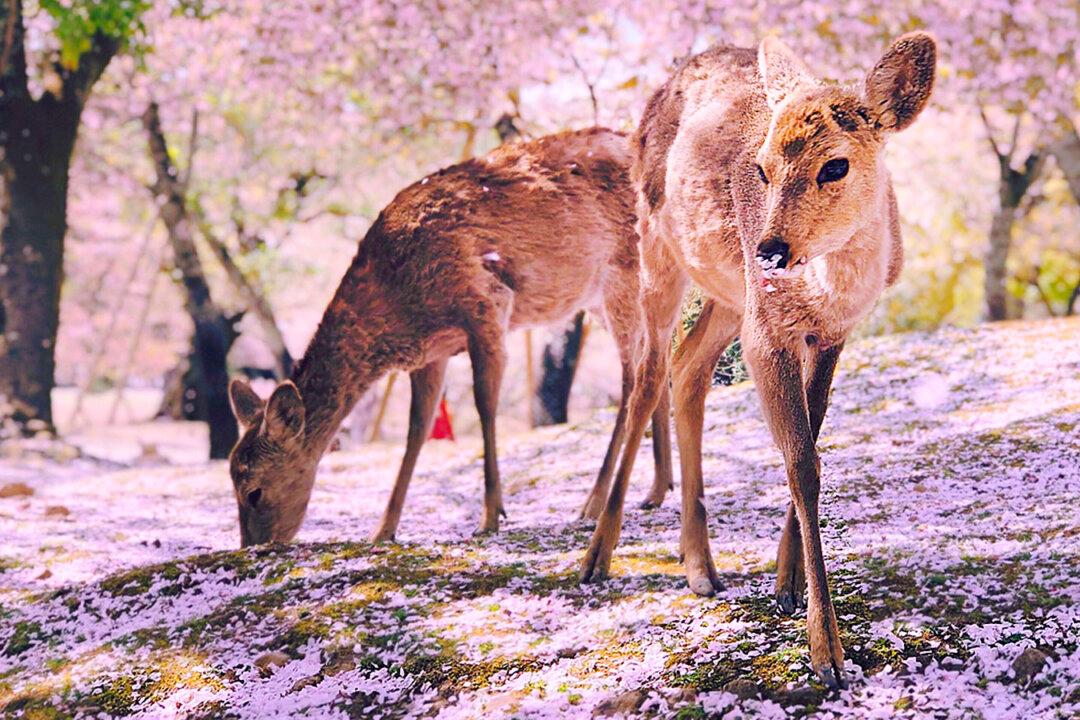 Photographer Captures Video of Japanese ‘Bowing’ Deer in Surreal Cherry Blossom Scenery