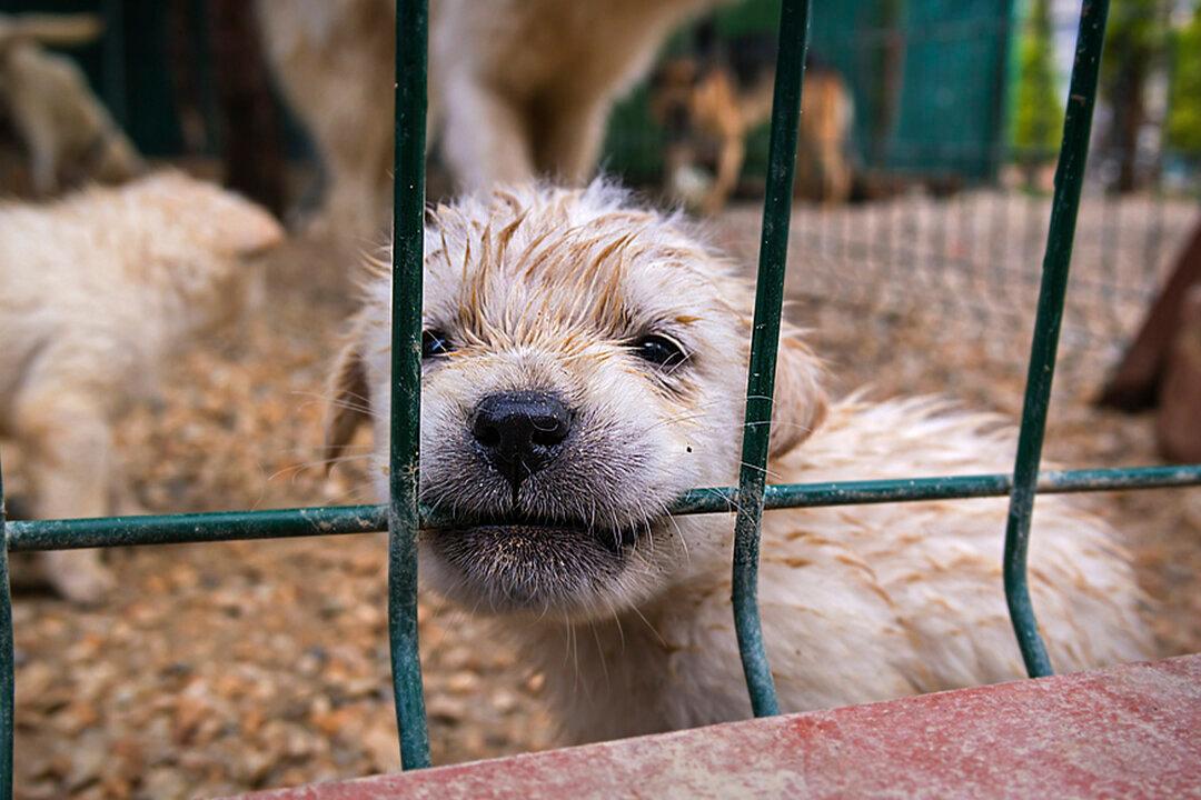 San Antonio Targets ‘Puppy Mills,’ Banning Pet Stores From Selling Commercially Bred Dogs & Cats