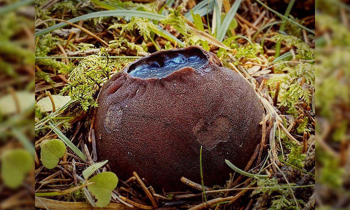 Spooky ‘Witches Cauldron’ Mushrooms Discovered in Forest in New Brunswick