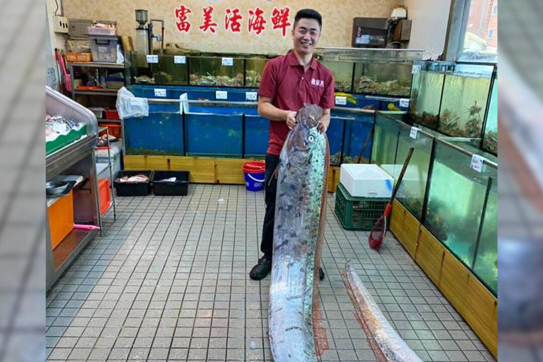 16-Foot ‘Earthquake Fish’ Caught After Quakes Strike Coast of Taiwan