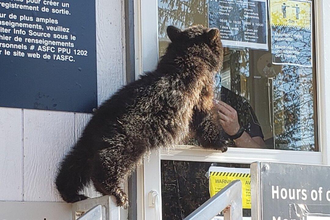 Bear Cub Tries to Cross Canada-U.S. Border