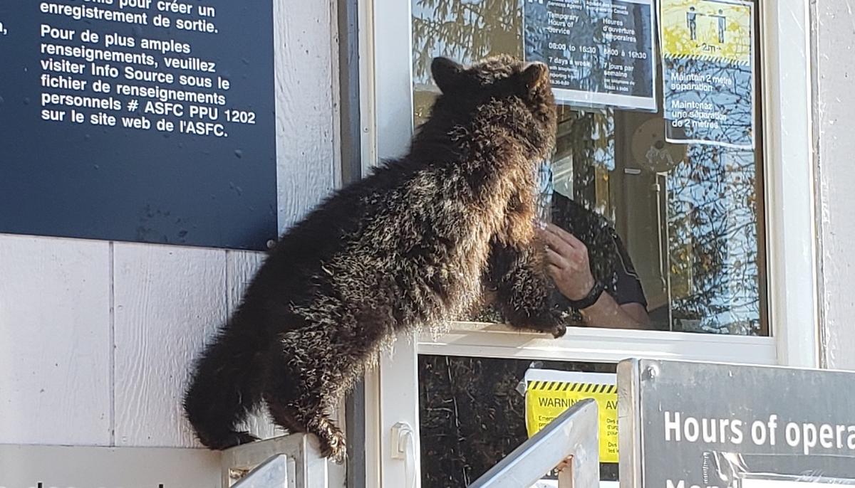 Bear Cub Tries to Cross Canada-U.S. Border