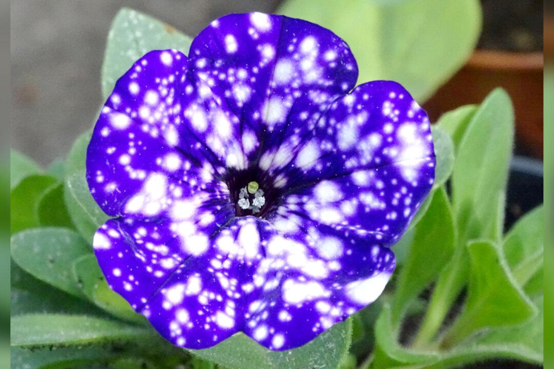 ‘Galaxy Flowers’ Can Add Cosmic Magic to Your Garden With This Planting Hack
