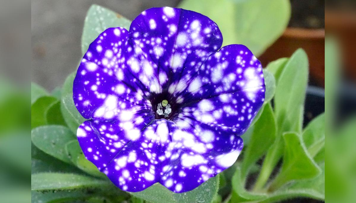 ‘Galaxy Flowers’ Can Add Cosmic Magic to Your Garden With This Planting Hack