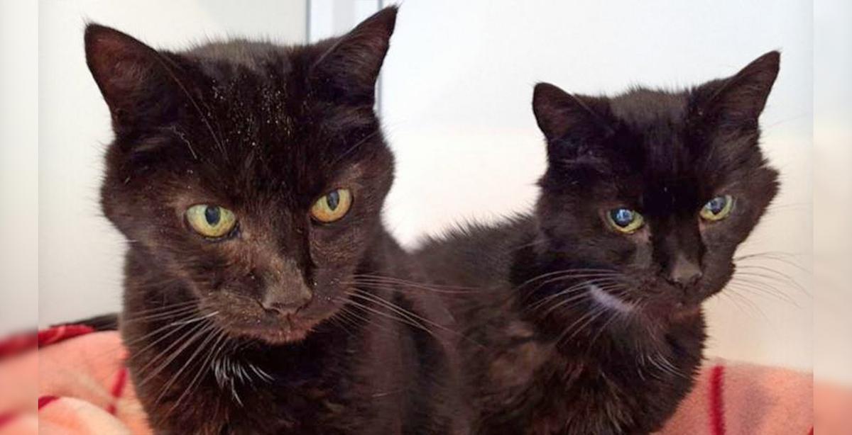 Britain’s Oldest Cat Brothers, 21, Find Home Together After Massive Social Media Campaign