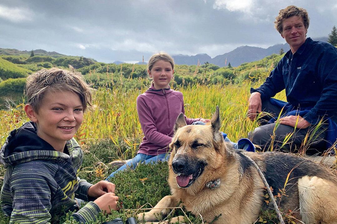 German Shepherd Survives Head Wound After Defending Family From Black Bear Attack in Alaska