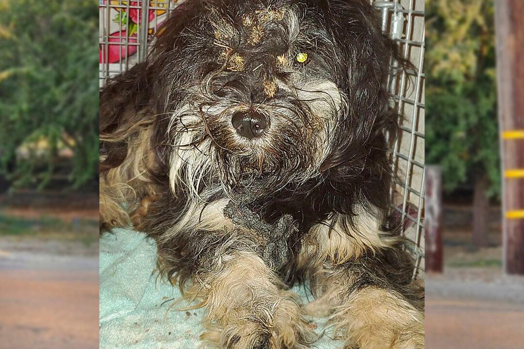 Stray Dog Won’t Leave Dead Friend by Busy Highway–Until Helpers Perform Daring Rescue