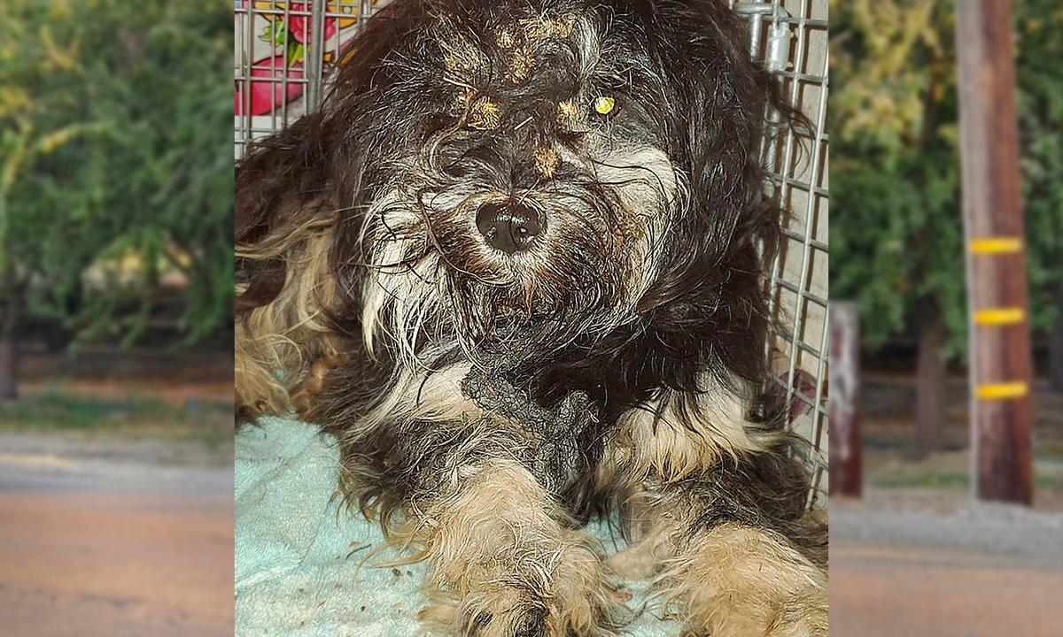 Stray Dog Won’t Leave Dead Friend by Busy Highway–Until Helpers Perform Daring Rescue