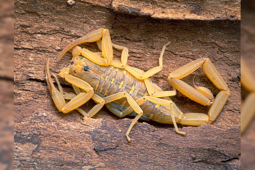 Experts Warn Arizonans to Watch Out for the Most Venomous Scorpion in the US