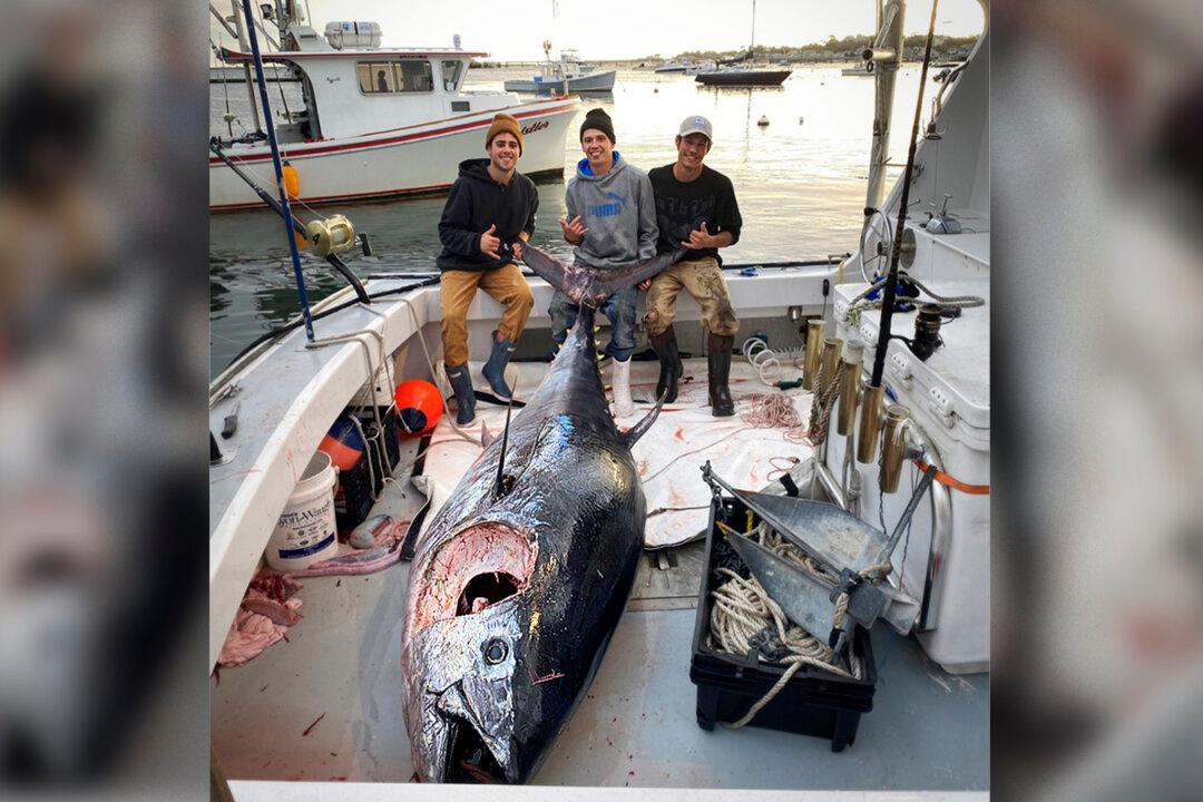 Teen Fishermen Reel In ‘Absolute Beast’ 10-Foot Bluefin Tuna Weighing Over 1,000 Pounds