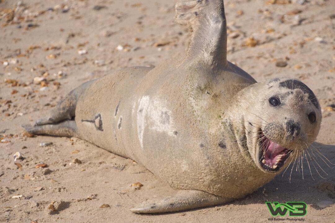 Photographer Catches Friendly Seal Sneaking Cuddles and Hitching Rides With Beachgoers