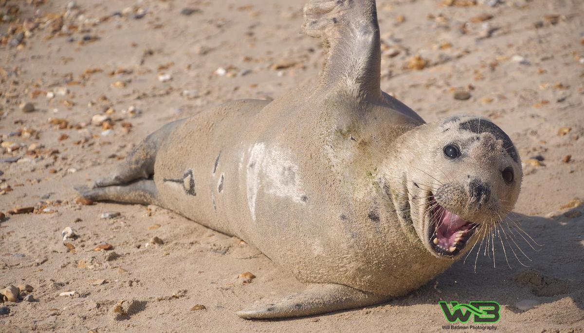 Photographer Catches Friendly Seal Sneaking Cuddles and Hitching Rides With Beachgoers