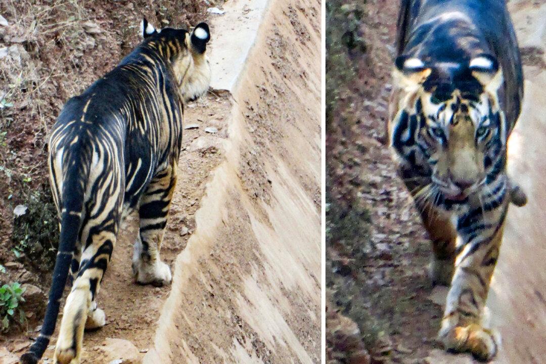 Extremely Rare ‘Black’ Tiger Caught on Camera, Only Six Exist in the Wild