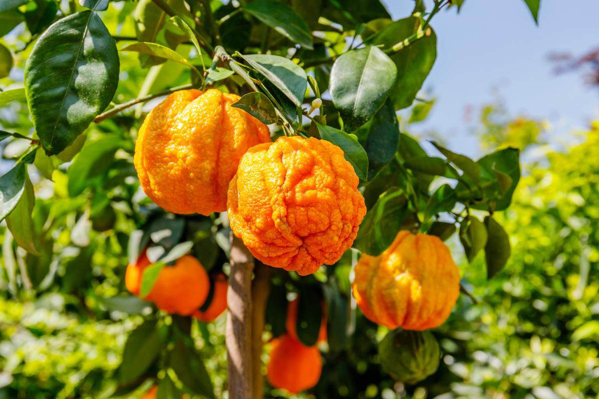 Benefits of Bitter Orange Essential Oil for Anxiety and Sleep