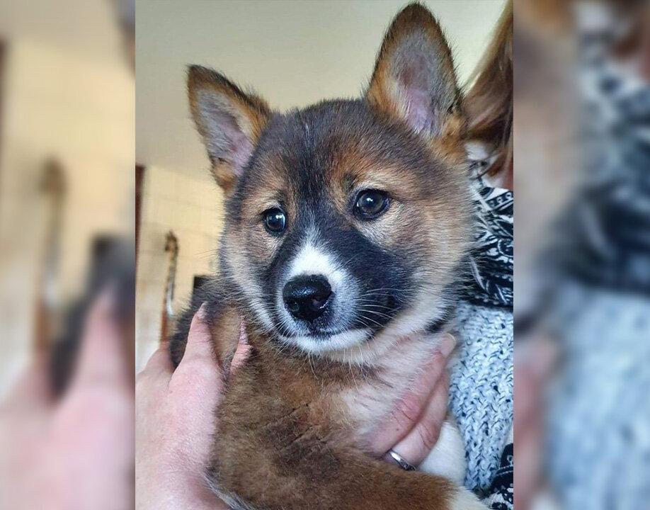 Rescued Baby ‘Koala’ Turns Out to Be Ultra-Rare Purebred Alpine Dingo Puppy